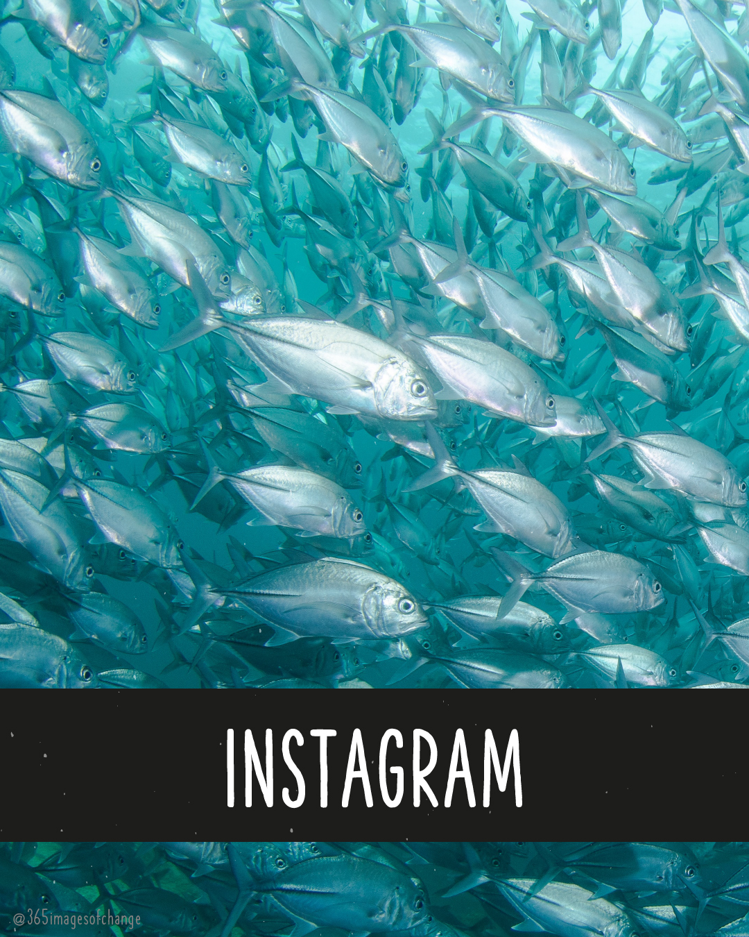 Viele Fische, die im Wasser schwimmen. Text darunter: Instagram.