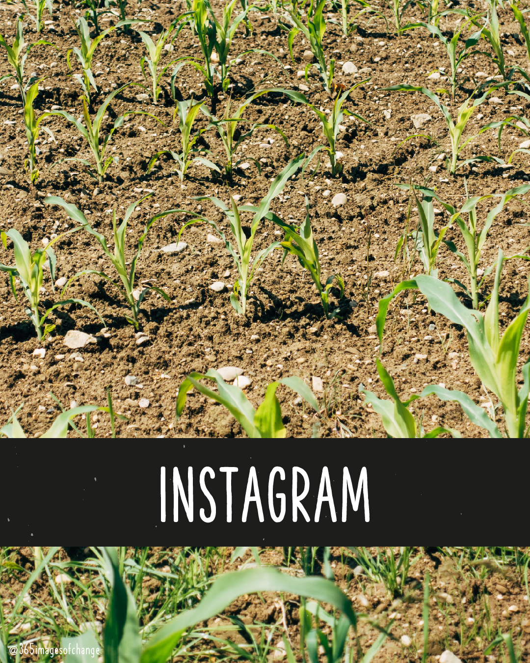 Feld auf dem Pflanzen wachsen. Text darunter: Instagram.