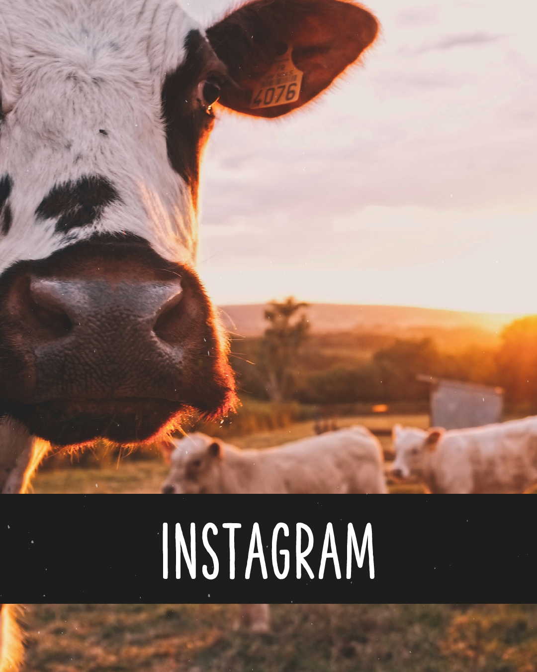 Großaufnahme einer Kuh, im Hintergrund Sonnenuntergang. Text unten im Bild: Instagram